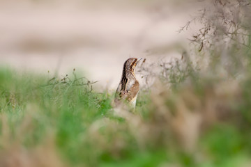 Camouflage bird. Nature background. Bird: Eurasian Wryneck. Jynx torquilla.