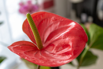 Red flamingo flower (Anthurium), close up and selective focus