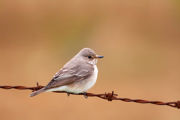 Cute bird. Spotted Flycatcher Muscicapa striata. Orange nature background