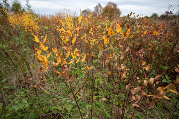 autumn foliage meadow us national arboretum washington dc usa