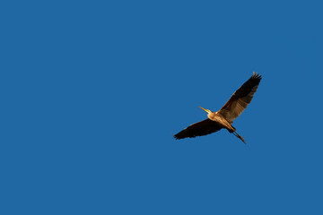 Fototapeta na wymiar Flying heron. Blue sky background.