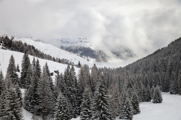 Fir trees in the snow on the mountain slopes