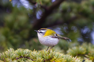 Cute forest bird. Common Firecrest. Regulus ignicapilla. Green nature background.