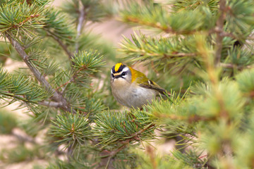 Cute forest bird. Common Firecrest. Regulus ignicapilla. Green nature background.