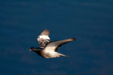 Fototapeta na wymiar Flying dove. Blue sky background. Bird: Rock Dove. Columba livia.