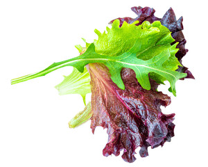 Salad leaves Isolated.  Mixed Salad leaves with Spinach, Chard, lettuce, rucola on white...