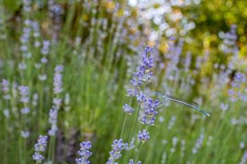 Crimea landscape and travel photo