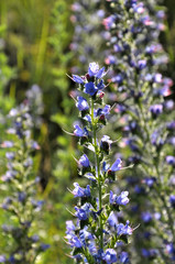 Echium vulgare blooms in nature in blue