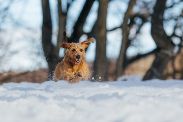 Dachshund puppy running through snow.
