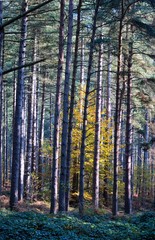 Obraz premium Scenic Sherwood Pines forest in Nottinghamshire England. Vibrant autumn pathways of tall pine trees with beautiful autumn colours and sunlight through the trunk and leaves