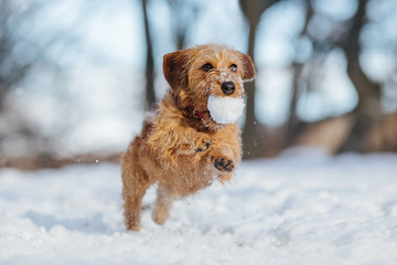 Dachshund puppy running through snow.