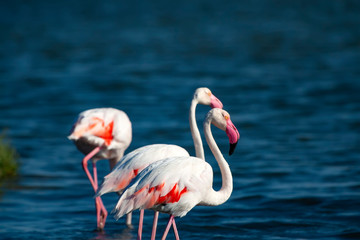 Colorful bird Greater Flamingo. Blue nature background. Phoenicopterus roseus.