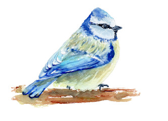 Obraz premium watercolor drawing of a bird - tit on a branch