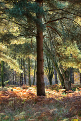 Scenic Sherwood Pines forest in Nottinghamshire England. Vibrant autumn pathways of tall pine trees with beautiful autumn colours and sunlight through the trunk and leaves