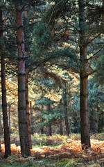 Scenic Sherwood Pines forest in Nottinghamshire England. Vibrant autumn pathways of tall pine trees with beautiful autumn colours and sunlight through the trunk and leaves