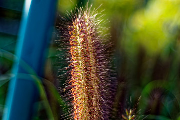 An interesting beautiful plant similar to a squirrel tail.