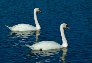 two swans on the lake