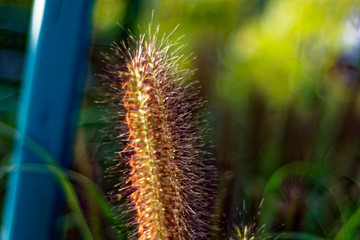 An interesting beautiful plant similar to a squirrel tail.