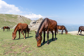 Obraz premium Crimea landscape and travel photo