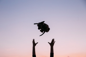Cute pictures of happy dachshund puppy in the air, outdoors.  