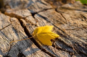Autumn landscape and yellow leaves.