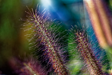 An interesting beautiful plant similar to a squirrel tail.