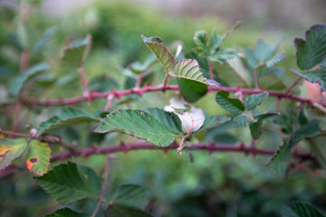 autumn vines foliage meadow us national arboretum washington dc usa
