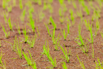 Freshly planted rice seedlings. They're nicely planted row by row and all in line. Typical picture throughout Asia.