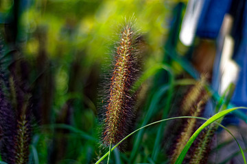 An interesting beautiful plant similar to a squirrel tail.