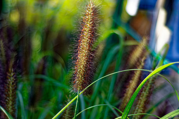 An interesting beautiful plant similar to a squirrel tail.