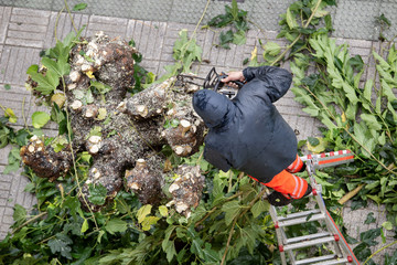 Worker climbed to a ladder pruning tree branches on city
