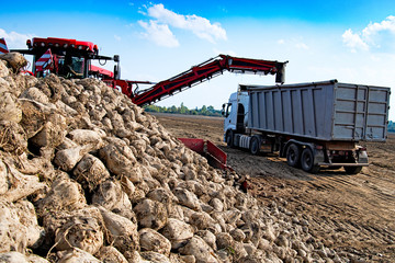 vehicle harvesting sugar beets