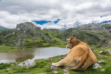 vaca en lagos de Covadonga,picos de europa