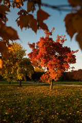 jesień w parku, autumn in park
