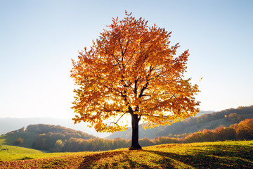 Majestic beech tree with sunny beams at autumn mountain valley. Dramatic colorful evening scene. Carpathian mountains, Ukraine. Landscape photography - obrazy, fototapety, plakaty