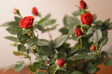 roses de l'amour