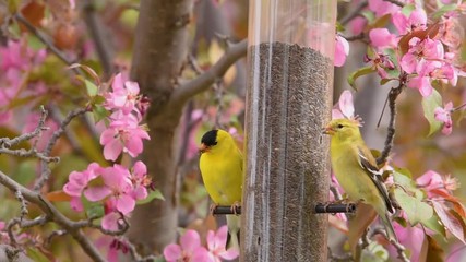 Yellow finches on a feeder with beautiful pink flowering apple tree in background