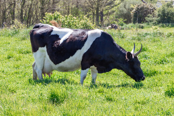 Breton Pie Noire cow grazing in a field
