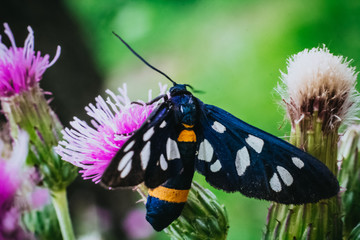 Edelfalter auf der Blume