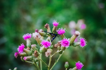 Edelfalter auf der Blume