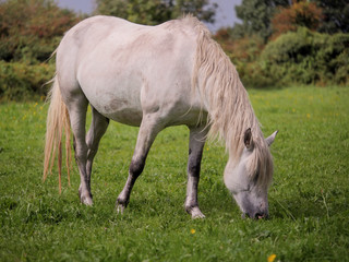 Obraz na płótnie Canvas Nice white horse eating grass in a green field.