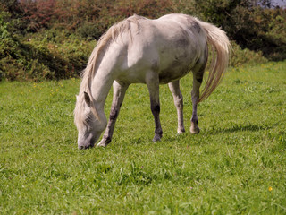 Obraz na płótnie Canvas One white horse in a green field grazing grass, Selective focus.