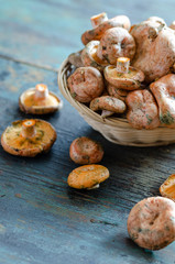 Fresh Spruce Milkcap mushrooms