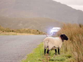 Fototapeta premium Sheep in Connemara National park by the road, Mountains in the background. Car passing by.