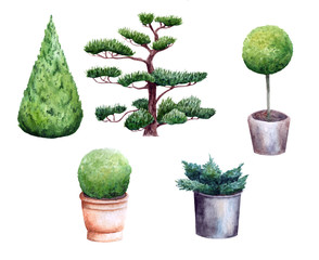 Set of illustrations with watercolor conifers and boxwood
