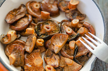 Fried Spruce Milk Cap mushrooms in frying pan