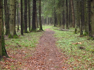 a path in a cold autumn forest with fallen leaves and damp foggy air
