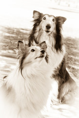Shelies