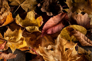 Dry autumn leaves on wooden board