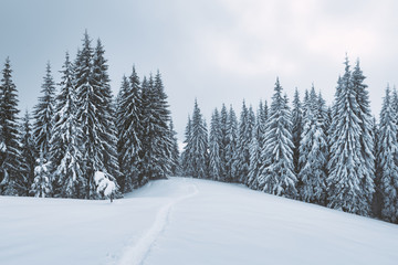 Obraz premium Fantastic winter landscape with snowy trees. Carpathian mountains, Ukraine, Europe. Christmas holiday concept